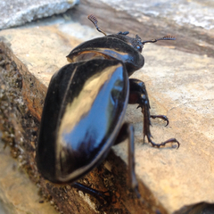 Lucanus barbarossa