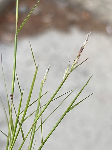 Sporobolus vaginiflorus