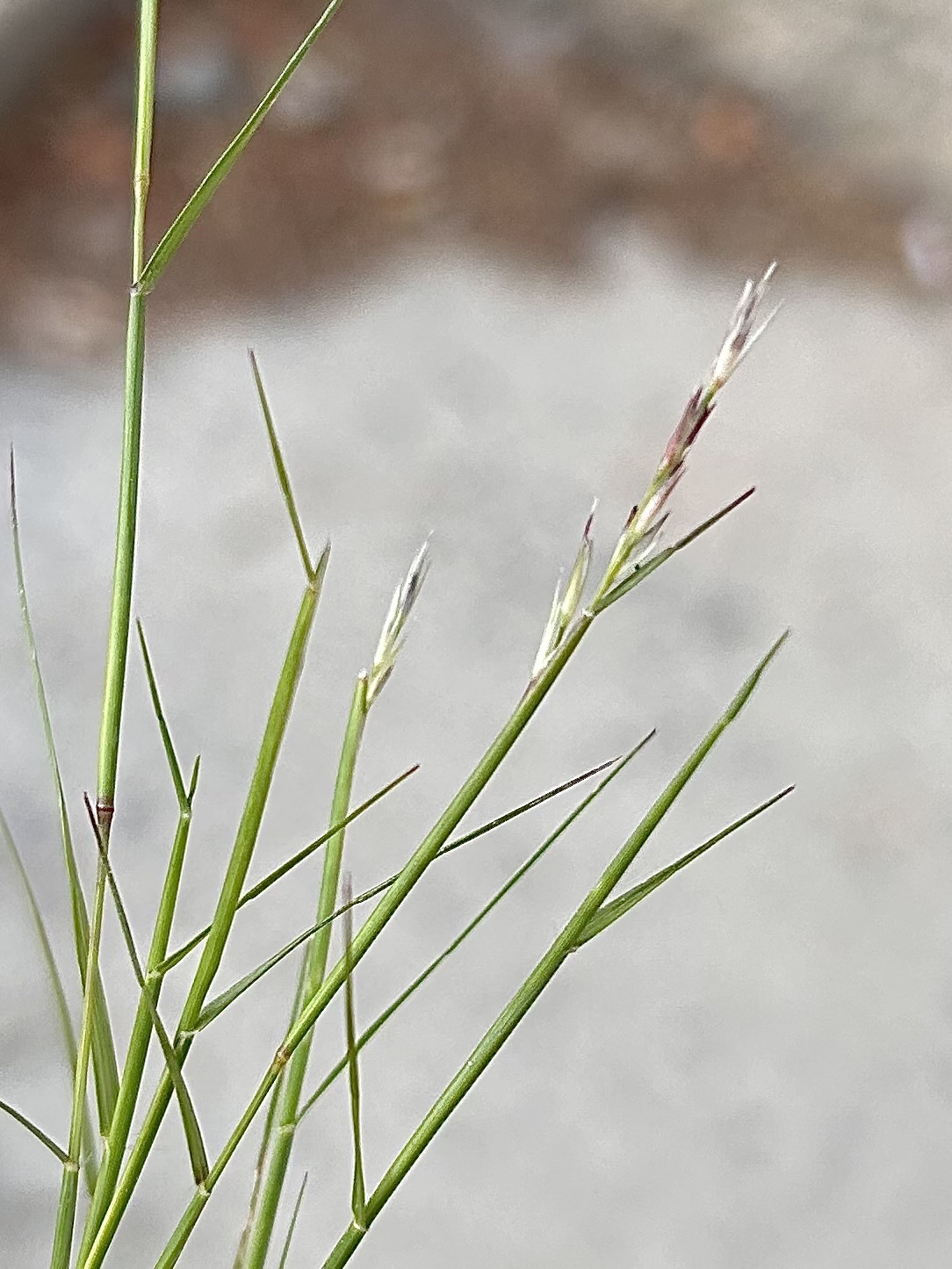 Sporobolus vaginiflorus