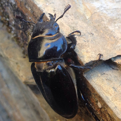 Lucanus barbarossa
