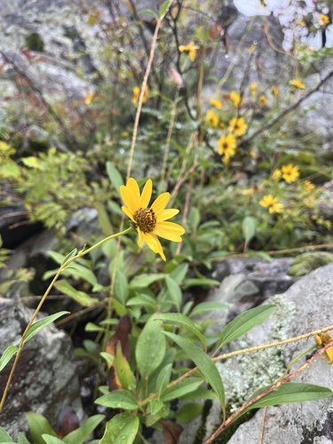 Image of Helianthus occidentalis by (c) C Fishtahler, some rights reserved (CC BY)