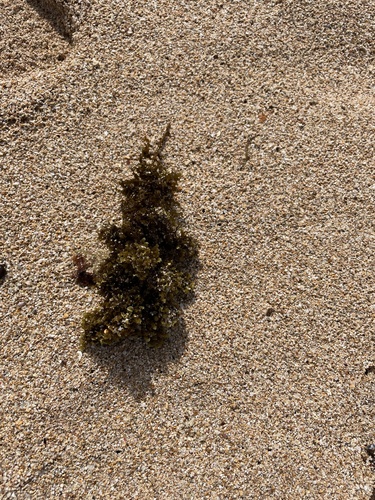 Sargassum polyphyllum observed 2024-09-20