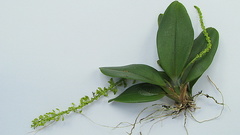 Notylia pubescens