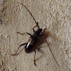 Phoracantha semipunctata