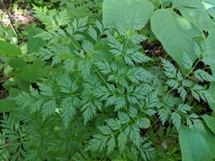 Conioselinum chinense