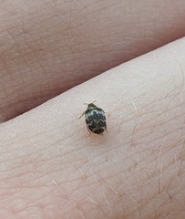 Anthrenus fuscus