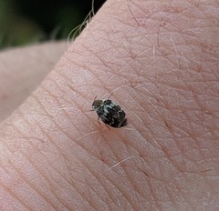 Anthrenus fuscus