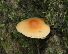 Camarophyllus pratensis gracilis