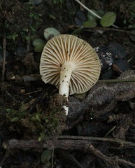 Camarophyllus pratensis gracilis