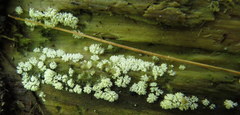 Ceratiomyxa fruticulosa fruticulosa