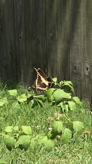 Heraclides cresphontes