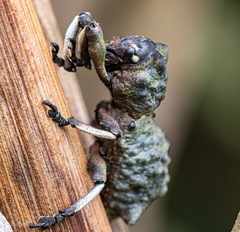 Lithinus