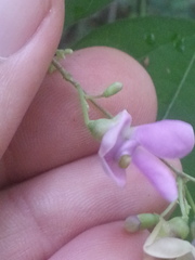 Phaseolus polystachios