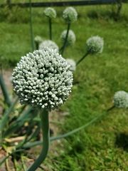 Allium ampeloprasum