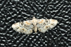 Eupithecia pulchellata