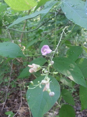 Phaseolus polystachios