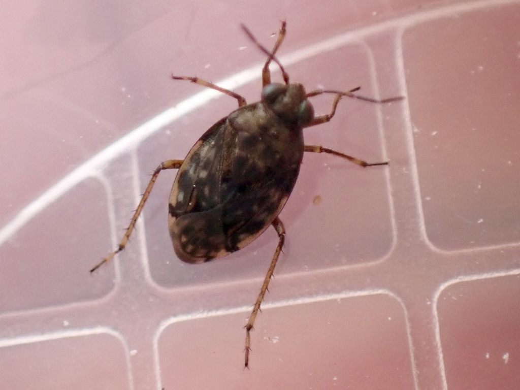 estuarine shore bug