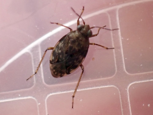 estuarine shore bug