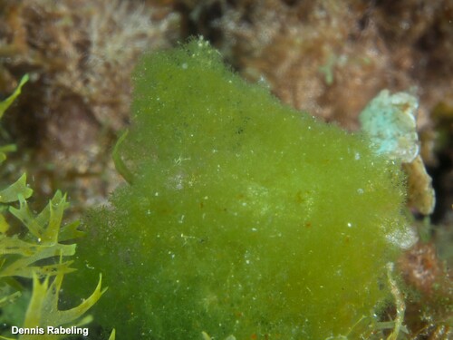 Cladophoropsis membranacea observed 2024-09-25