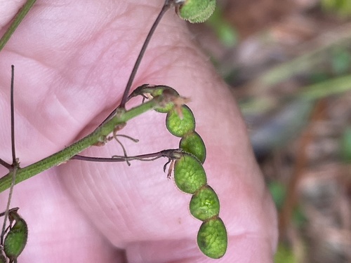 Image of Desmodium lineatum by no rights reserved