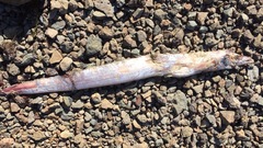 Lepidopus caudatus