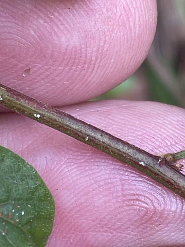 Image of Desmodium lineatum by no rights reserved