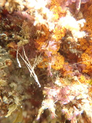 Styelidae