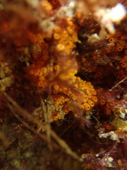 Styelidae