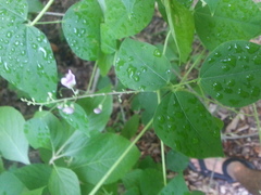 Phaseolus polystachios