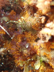 Styelidae