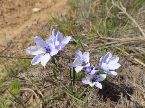 Image of Babiana patersoniae by (c) linkie, some rights reserved (CC BY)