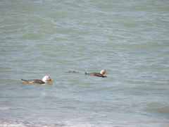 Tachyeres leucocephalus