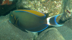 Black-Spot Surgeonfish photo 3