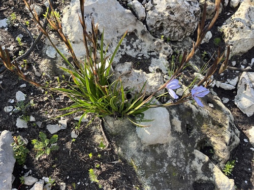 Image of Aristea spiralis by (c) Charleen Brunke, some rights reserved (CC BY)