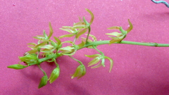 Notylia pubescens