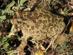 Sclerophrys mauritanica