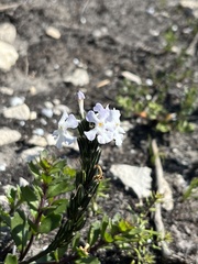 Chascanum cernuum, photograph (c) Charleen Brunke, some rights reserved (CC BY)