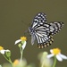 Common Mime Swallowtail - Photo (c) Wing Sau Fung, some rights reserved (CC BY-NC), uploaded by Wing Sau Fung