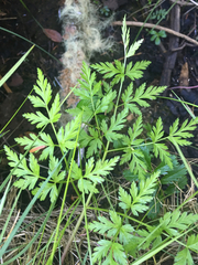 Conioselinum
