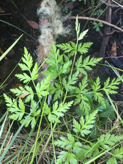 Conioselinum