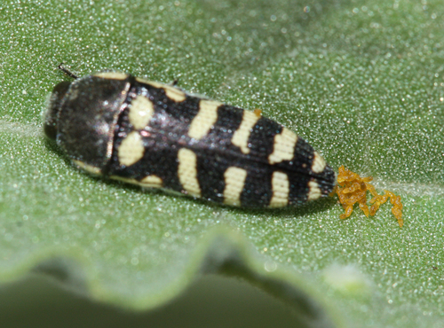 Acmaeodera alicia photo 4
