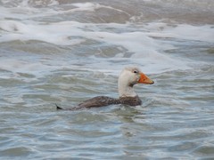 Tachyeres leucocephalus