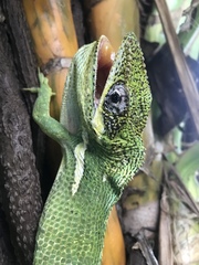Anolis equestris