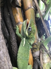 Anolis equestris