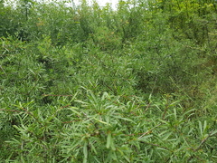Rhamnus erythroxyloides