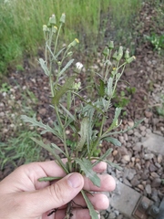 Senecio dubitabilis