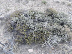 Maihueniopsis