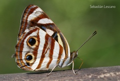 Dynamine postverta postverta