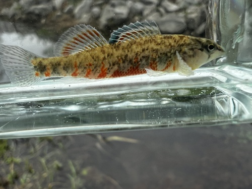 Headwater Darter