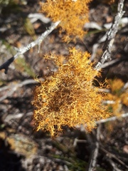 Teloschistes capensis